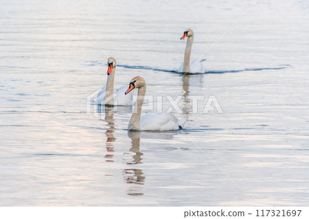 Three graceful white swans swims in the lake, swans in the wild. Three graceful white swans swims in the lake, swans in the wild. 117321697