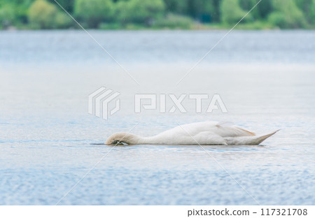Graceful white Swan swimming in the lake, swans in the wild. Portrait of a white swan swimming on a lake. 117321708