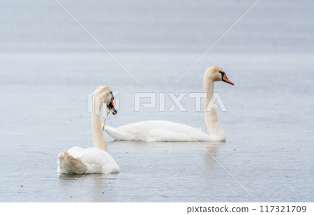 Two Graceful white Swans swimming in the lake, swans in the wild Two Graceful white Swans swimming in the lake, swans in the wild 117321709