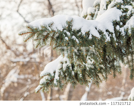 Green fir branches in winter covered with snow 117321712