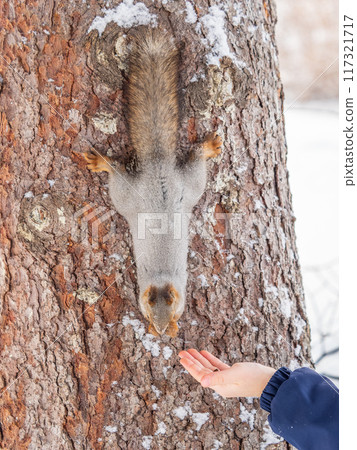 Squirrel eats nuts from a man's hand. Caring for animals in winter or autumn. Squirrel eats nuts from a man's hand. Caring for animals in winter or autumn. 117321717