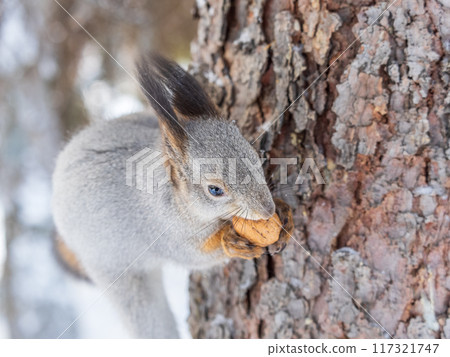 The squirrel with nut sits on tree in the winter or late autumn The squirrel with nut sits on tree in the winter or late autumn 117321747