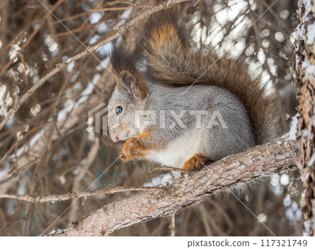 The squirrel with nut sits on tree in the winter or late autumn The squirrel with nut sits on tree in the winter or late autumn 117321749