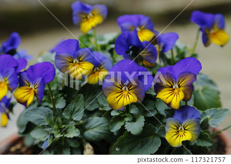 Gardening: Pansies and Violas 117321757