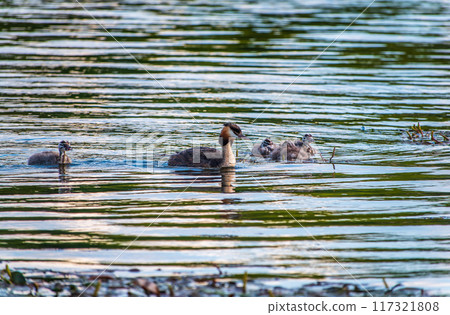 The waterfowl bird, great crested grebe with chick, swimming in the lake. 117321808