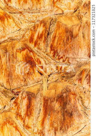 Palm tree bark tropical texture. Cracked wood texture background. Closeup palm bark 117321825