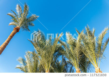 Palm tree with green leaves on blue background Palm tree with green leaves on blue background 117321830
