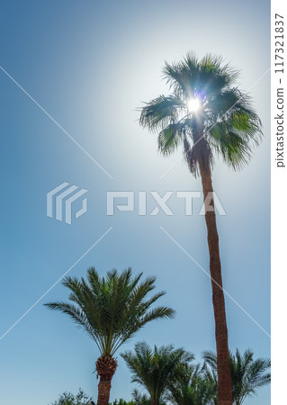 Palm tree with green leaves on blue background Palm tree with green leaves on blue background 117321837