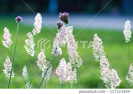 A landscape of pink flower spikes of the Melinis Savannah shining in the morning sun 117321844