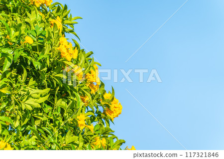 Tecoma stans yellow flowers close-up, yellow trumpetbush, yellow bells, yellow elder, green leaves, blue sky background, beautiful flower texture 117321846