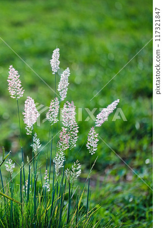 A landscape of pink flower spikes of the Melinis Savannah shining in the morning sun A landscape of pink flower spikes of the Melinis Savannah shining in the morning sun 117321847