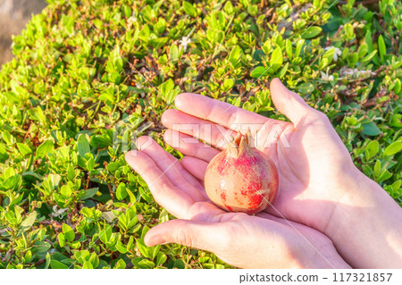 Woman's hands picking up fruit from tree. Orchard with big red pomegranates in Israel. Autumn - collection season harvest of ripe pomegranates. Woman's hands picking up fruit from tree. Orchard with big red pomegranates in Israel. Autumn - collection season harvest of ripe pomegranates. 117321857