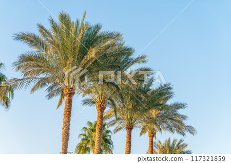 Palm tree with green leaves on blue background 117321859