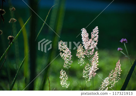 A landscape of pink flower spikes of the Melinis Savannah shining in the morning sun A landscape of pink flower spikes of the Melinis Savannah shining in the morning sun 117321913