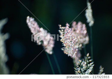 A landscape of pink flower spikes of the Melinis Savannah shining in the morning sun A landscape of pink flower spikes of the Melinis Savannah shining in the morning sun 117321933