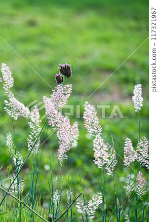 梅利尼斯大草原的粉紅色花穗在晨光中閃閃發光 117321967