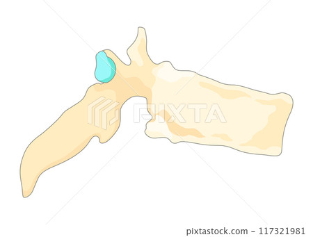 Bones type skeleton. Educational anatomical diagram element. Bone example. Educational medical vector illustration 117321981