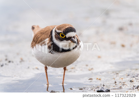 Little ringed plover (Charadrius dubius), bird standing on the lake shore 117322029