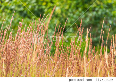 Yellow reed in the field. Bright natural background with sunset. Selective soft focus of beach dry grass and reeds Yellow reed in the field. Bright natural background with sunset. Selective soft focus of beach dry grass and reeds 117322086