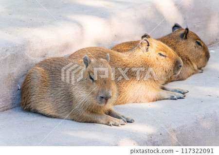 Three capybara in the park Three capybara in the park 117322091