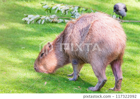 A large capybara walks on the green grass in the park A large capybara walks on the green grass in the park 117322092