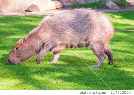 A large capybara walks on the green grass in the park 117322093