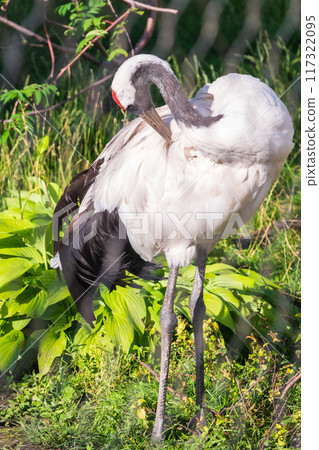 Red-crowned crane (Grus japonensis), also known as the Japanese crane or Manchurian crane. Red-crowned crane (Grus japonensis), also known as the Japanese crane or Manchurian crane. 117322095