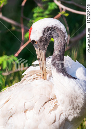 Red-crowned crane (Grus japonensis), also known as the Japanese crane or Manchurian crane. Red-crowned crane (Grus japonensis), also known as the Japanese crane or Manchurian crane. 117322096