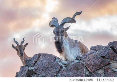Markhor male and female on the rock. Latin name - Capra falconeri Markhor male and female on the rock. Latin name - Capra falconeri 117322098
