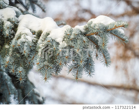 Green fir branches in winter covered with snow Green fir branches in winter covered with snow 117322114