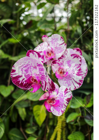 flowers in the garden 117322162