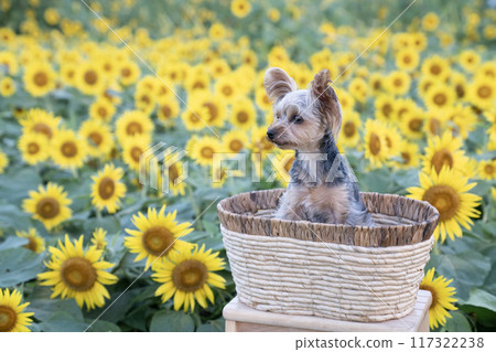 Yorkshire terrier smiling in a basket against a sunflower field Yorkshire terrier smiling in a basket against a sunflower field 117322238
