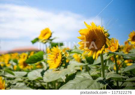Sunflowers blooming in a sunflower field 117322276