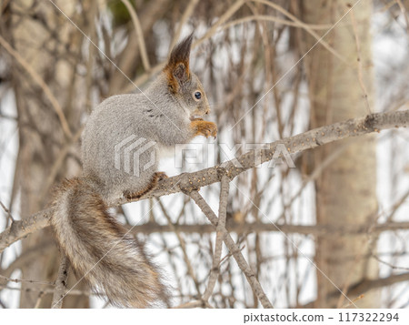 The squirrel with nut sits on tree in the winter or late autumn 117322294