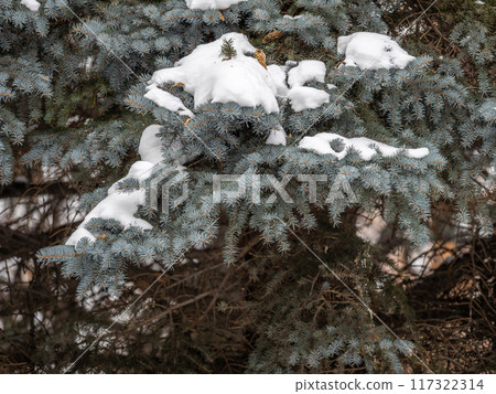 Green fir branches in winter covered with snow 117322314