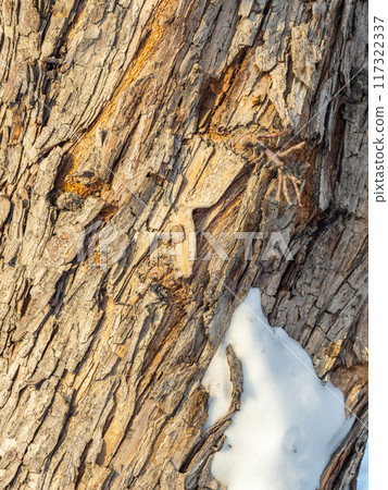 The texture of the bark of an old apple tree with snow in winter 117322337