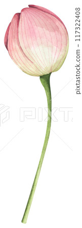 Lotus. Vintage style. Watercolor illustration. Design for the design of invitations, fabrics and other items. 117322408