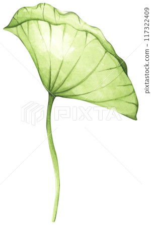 Lotus. Vintage style. Watercolor illustration. Design for the design of invitations, fabrics and other items. 117322409