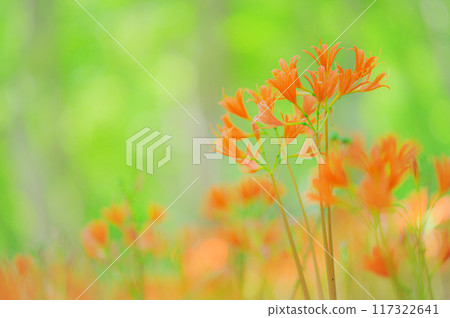 寂靜森林中盛開的夏日色彩－狐之剃刀之美 117322641