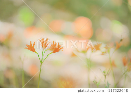 寂靜森林中盛開的夏日色彩-狐之剃刀之美 寂靜森林中盛開的夏日色彩-狐之剃刀之美 117322648