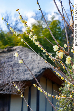 The yellow flowers of wintersweet stand out against a thatched roof (Machida, Tokyo) The yellow flowers of wintersweet stand out against a thatched roof (Machida, Tokyo) 117322683