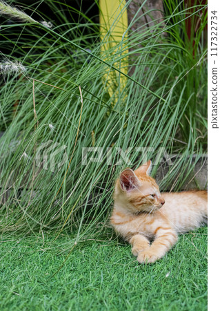 kittens are relaxing under the grass 117322734