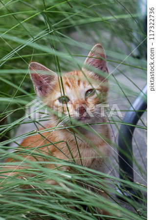 Camouflaged within the blades of grass, this kitten embodies stealth, proving that nature holds countless surprises. 117322736