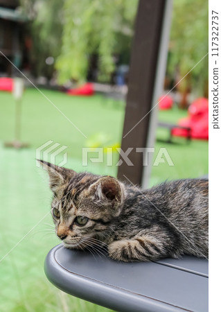 A serene tabby cat enjoys a sunlit moment atop a table, embracing the tranquility of the great outdoors. 117322737