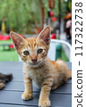 The delightful presence of this orange kitten brings a warm glow to the table, embodying the essence of charm and curiosity. 117322738