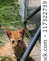 A curious kitten graces the lush green grass, gazing up with wonder at the world above. 117322739