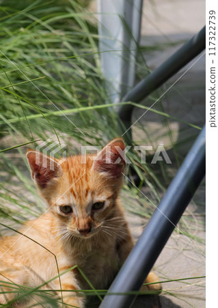 A curious kitten graces the lush green grass, gazing up with wonder at the world above. 117322739