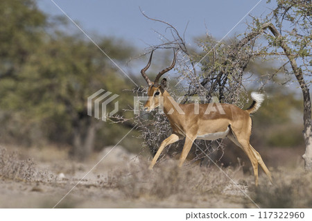Impala fighting Impala fighting 117322960