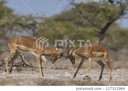 Impala fighting Impala fighting 117322964