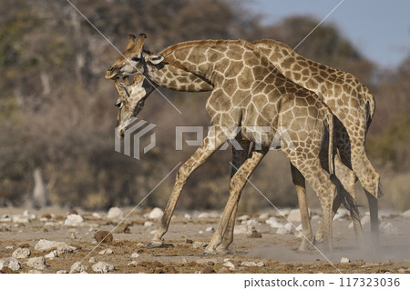 Giraffe fighting 117323036